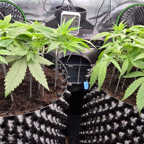 Bubble Gum (Serious Seeds) growlog timeline photo