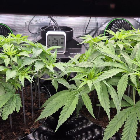 Bubble Gum (Serious Seeds) growlog photo: Mainlining Training
