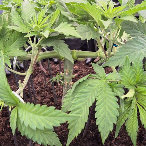 Bubble Gum (Serious Seeds) growlog photo: Mainlining Training