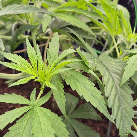 Bubble Gum (Serious Seeds) growlog photo: Mainlining Training