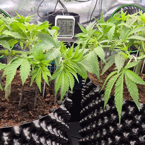 Bubble Gum (Serious Seeds) growlog photo: Mainlining Training