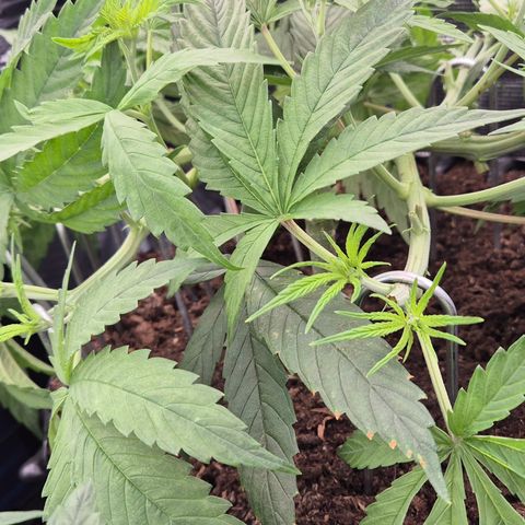 Bubble Gum (Serious Seeds) growlog photo: Mainlining Training