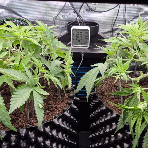 Bubble Gum (Serious Seeds) growlog timeline photo