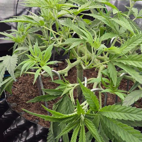 Bubble Gum (Serious Seeds) growlog timeline photo