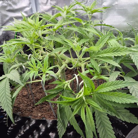 Bubble Gum (Serious Seeds) growlog timeline photo