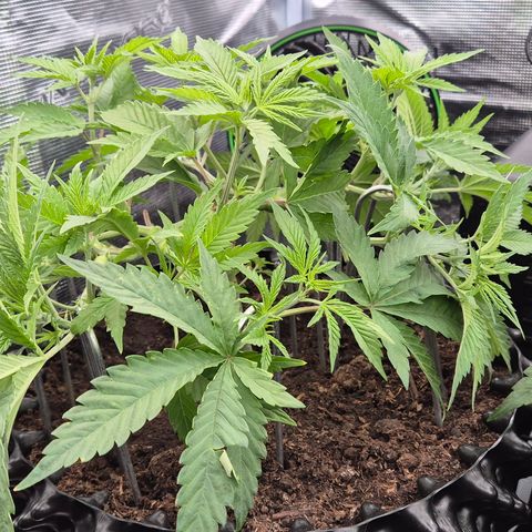 Bubble Gum (Serious Seeds) growlog timeline photo