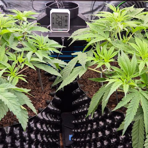 Bubble Gum (Serious Seeds) growlog timeline photo