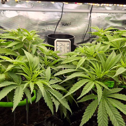 Bubble Gum (Serious Seeds) growlog timeline photo