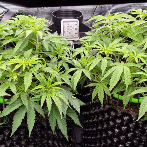 Bubble Gum (Serious Seeds) growlog timeline photo