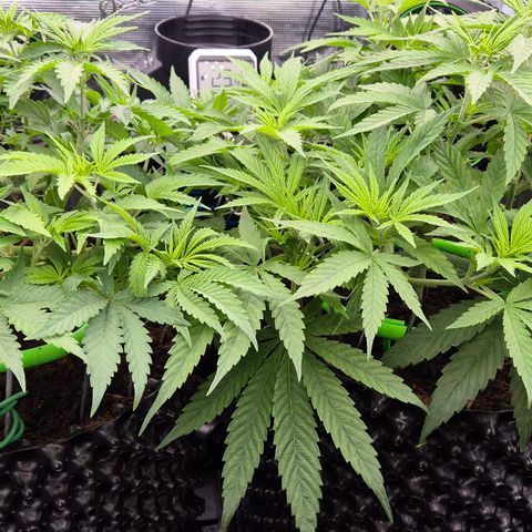 Bubble Gum (Serious Seeds) growlog timeline photo