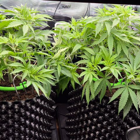 Bubble Gum (Serious Seeds) growlog timeline photo