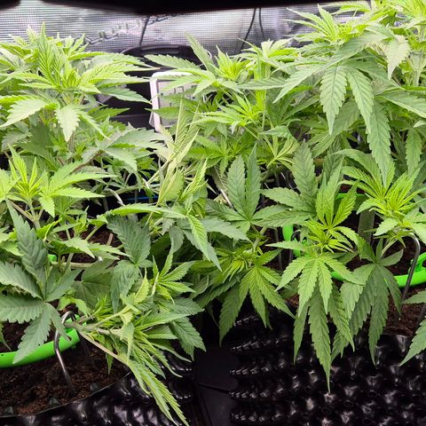 Bubble Gum (Serious Seeds) growlog timeline photo