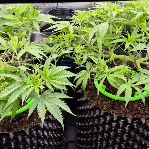 Bubble Gum (Serious Seeds) growlog timeline photo