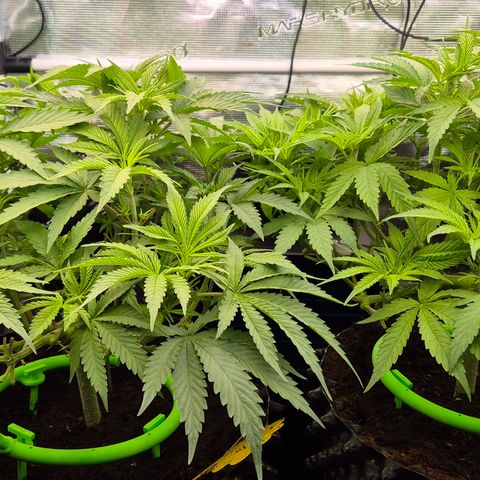 Bubble Gum (Serious Seeds) growlog timeline photo