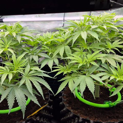 Bubble Gum (Serious Seeds) growlog timeline photo