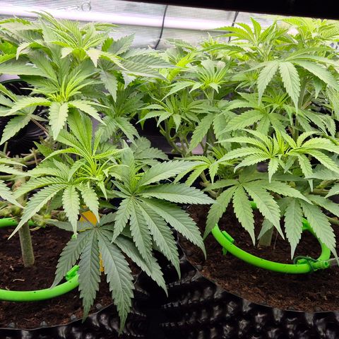 Bubble Gum (Serious Seeds) growlog timeline photo