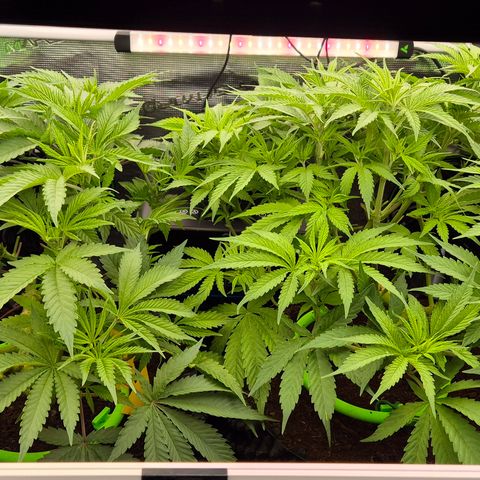 Bubble Gum (Serious Seeds) growlog timeline photo