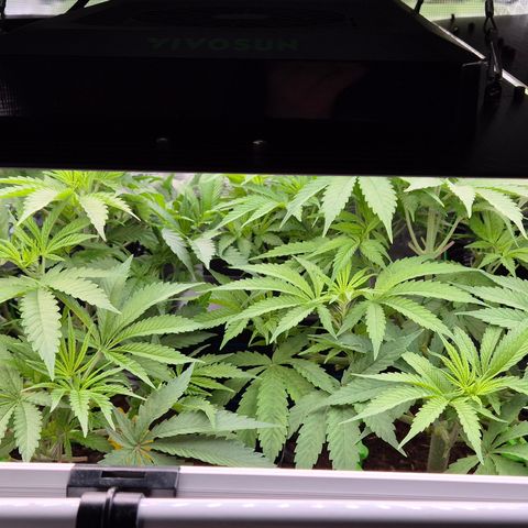 Bubble Gum (Serious Seeds) growlog timeline photo