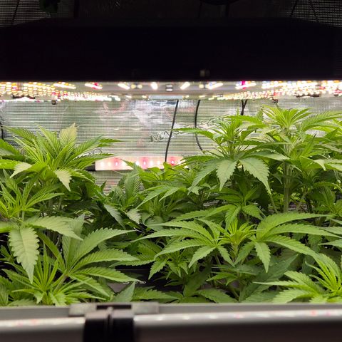 Bubble Gum (Serious Seeds) growlog timeline photo