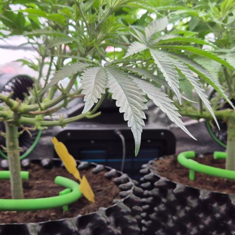 Bubble Gum (Serious Seeds) growlog timeline photo