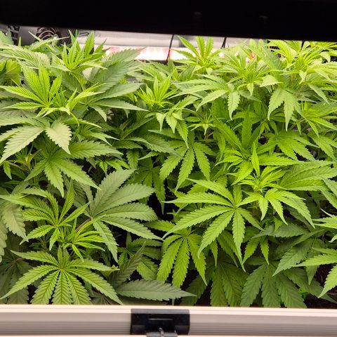 Bubble Gum (Serious Seeds) growlog timeline photo