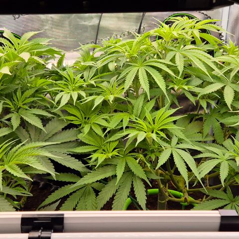 Bubble Gum (Serious Seeds) growlog timeline photo