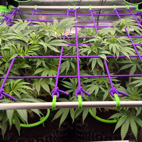 Bubble Gum (Serious Seeds) growlog timeline photo