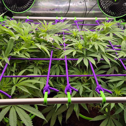 Bubble Gum (Serious Seeds) growlog timeline photo