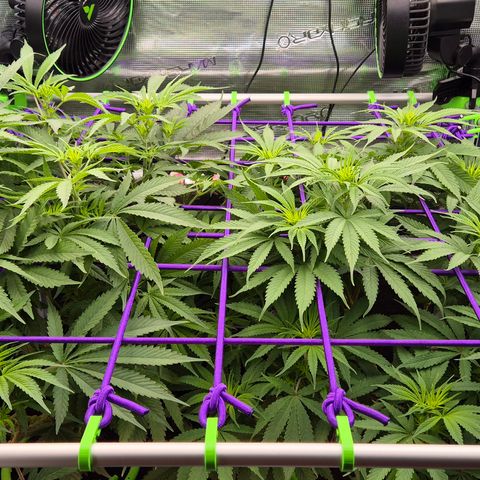 Bubble Gum (Serious Seeds) growlog timeline photo