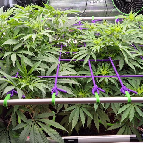 Bubble Gum (Serious Seeds) growlog timeline photo