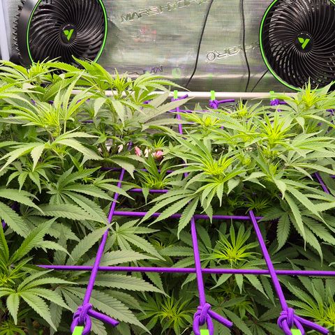 Bubble Gum (Serious Seeds) growlog timeline photo