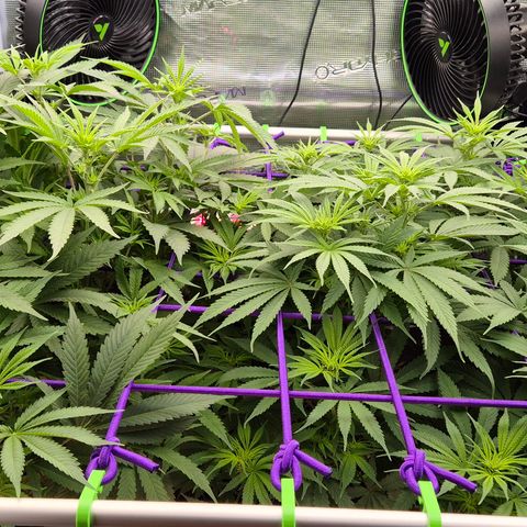 Bubble Gum (Serious Seeds) growlog timeline photo