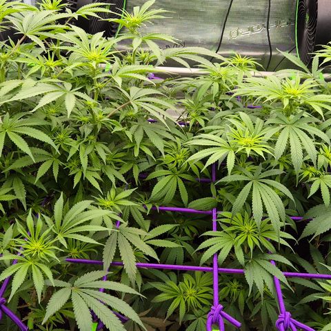 Bubble Gum (Serious Seeds) growlog timeline photo