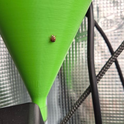 Bubble Gum (Serious Seeds) growlog photo: Marienkäfer zu Besuch