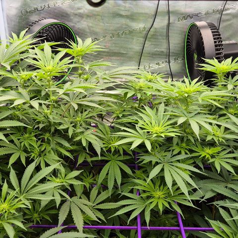 Bubble Gum (Serious Seeds) growlog photo: Marienkäfer zu Besuch