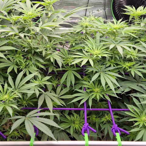 Bubble Gum (Serious Seeds) growlog photo: Marienkäfer zu Besuch