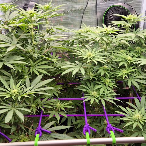 Bubble Gum (Serious Seeds) growlog timeline photo