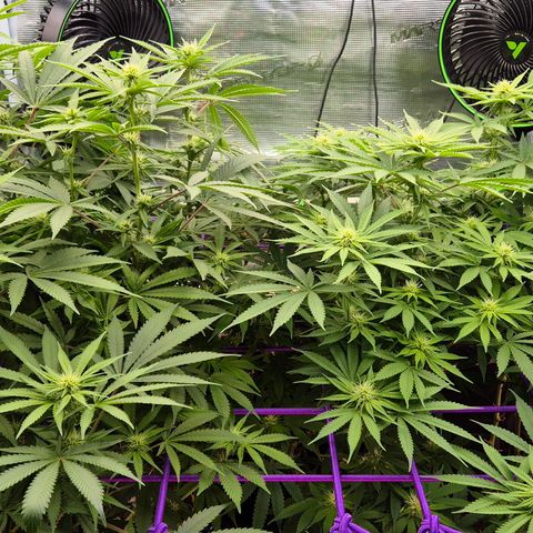 Bubble Gum (Serious Seeds) growlog timeline photo