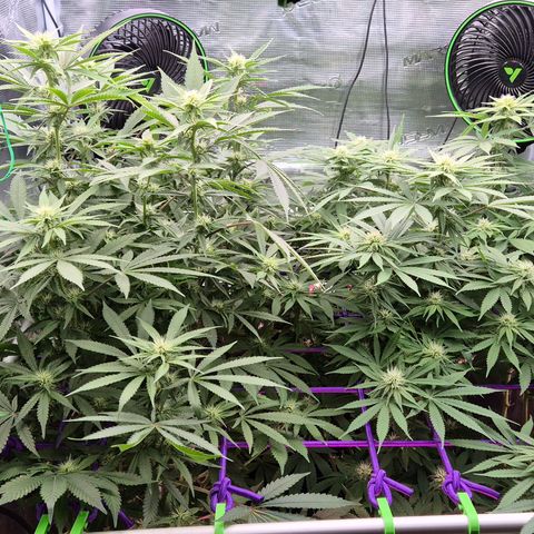 Bubble Gum (Serious Seeds) growlog timeline photo