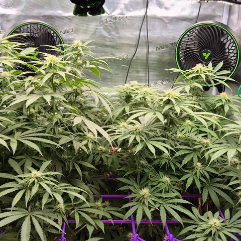 Bubble Gum (Serious Seeds) growlog timeline photo