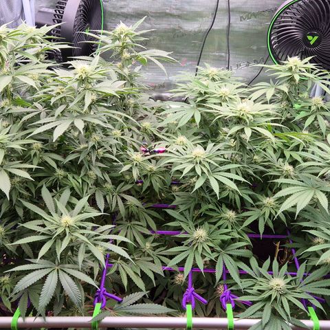 Bubble Gum (Serious Seeds) growlog timeline photo