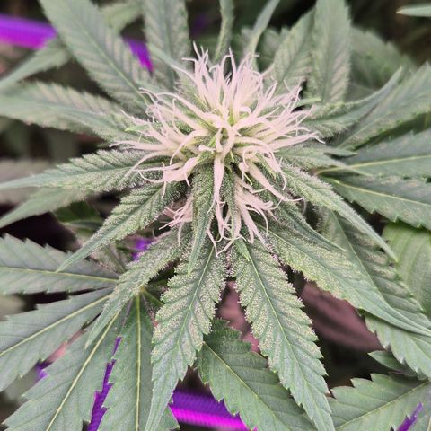 Bubble Gum (Serious Seeds) growlog timeline photo