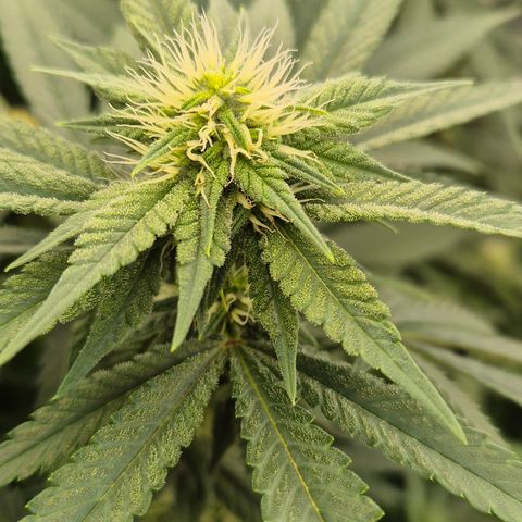 Bubble Gum (Serious Seeds) growlog timeline photo