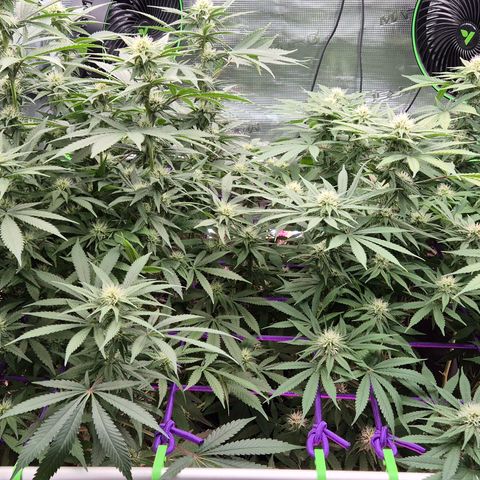 Bubble Gum (Serious Seeds) growlog timeline photo