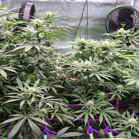 Bubble Gum (Serious Seeds) growlog timeline photo
