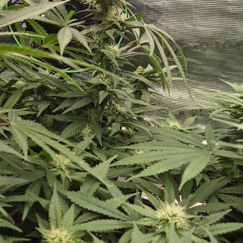Bubble Gum (Serious Seeds) growlog timeline photo