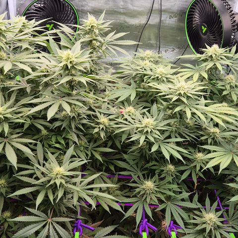 Bubble Gum (Serious Seeds) growlog timeline photo