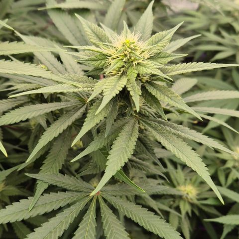 Bubble Gum (Serious Seeds) growlog timeline photo