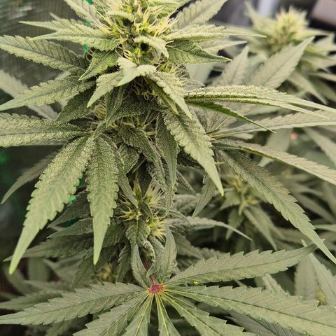 Bubble Gum (Serious Seeds) growlog timeline photo