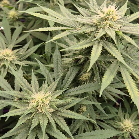 Bubble Gum (Serious Seeds) growlog timeline photo